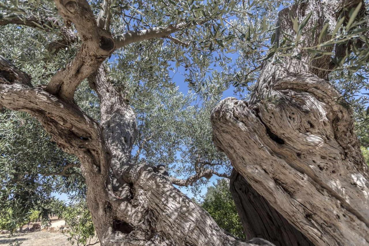 Masseria Fanizzi Conversano Dış mekan fotoğraf