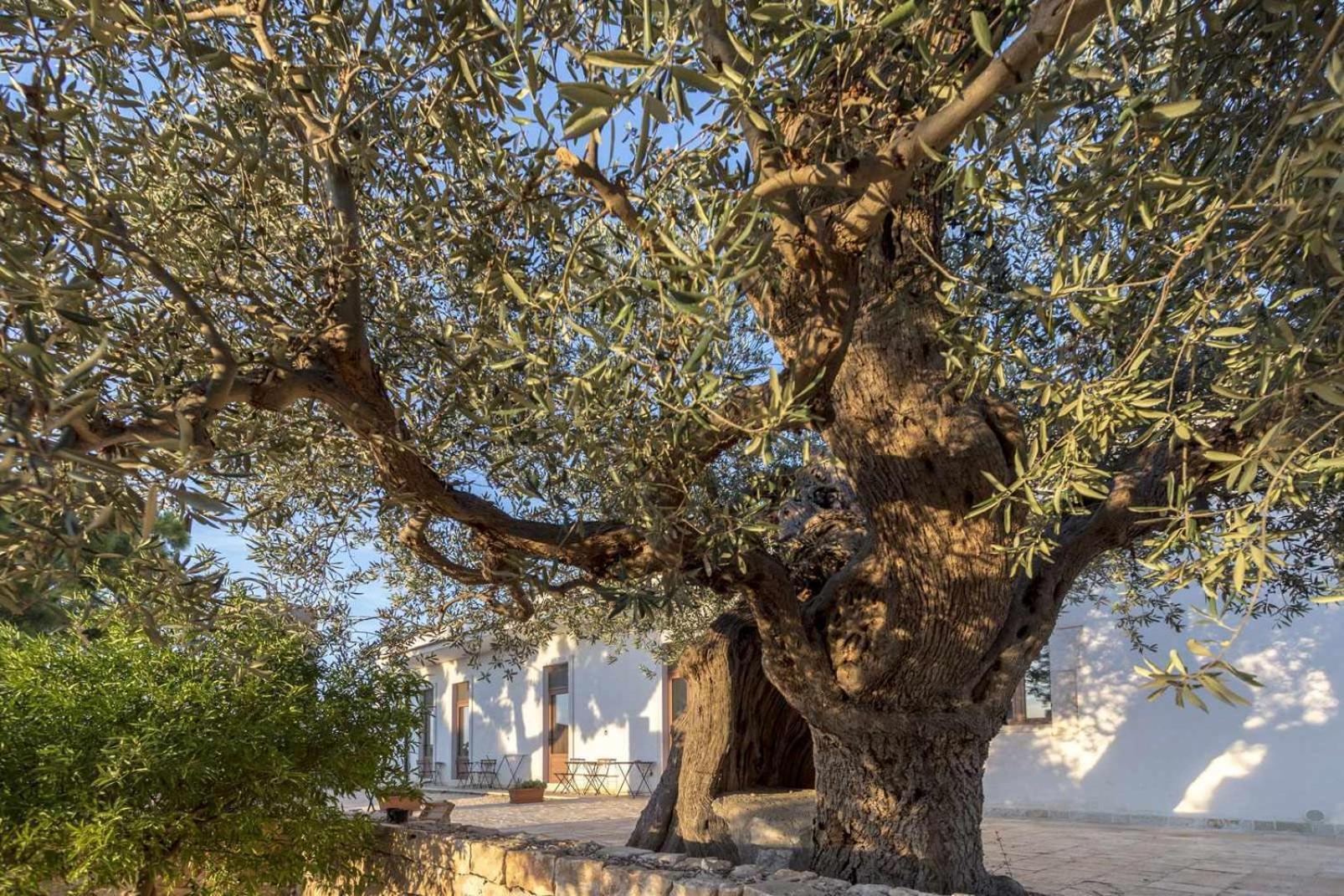 Masseria Fanizzi Conversano Oda fotoğraf