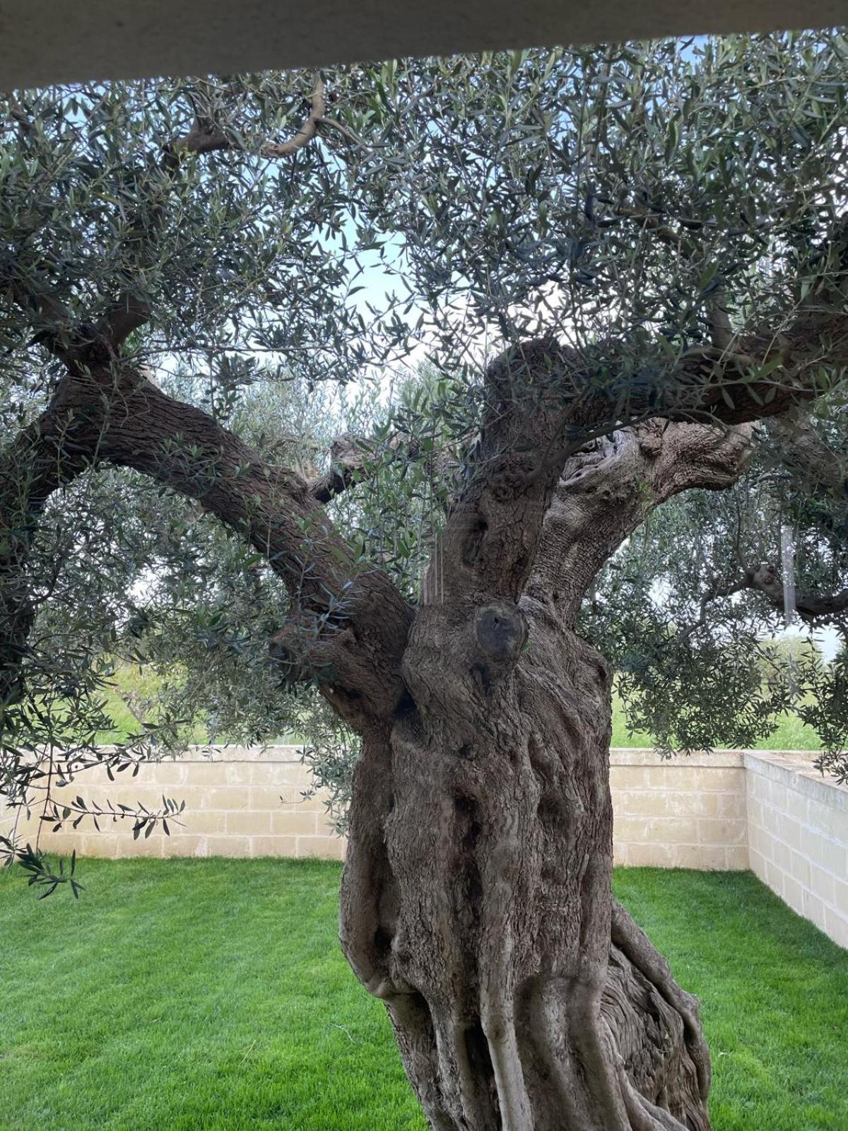 Masseria Fanizzi Conversano Oda fotoğraf